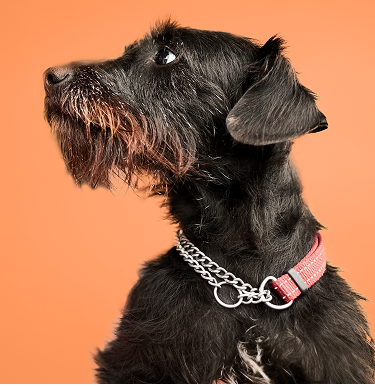 Dog on an orange background