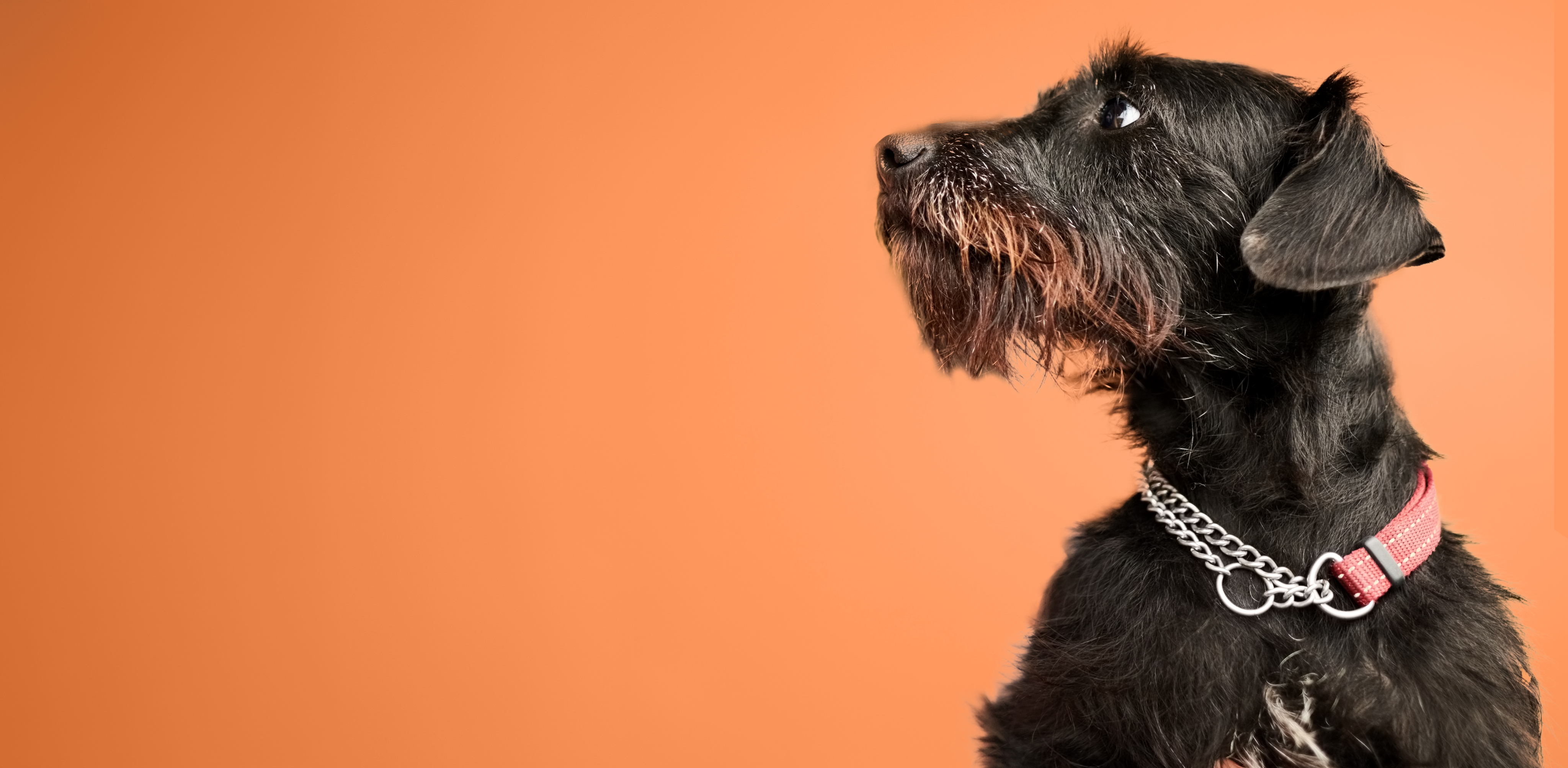 Dog on an orange background