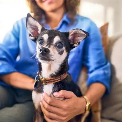 dog