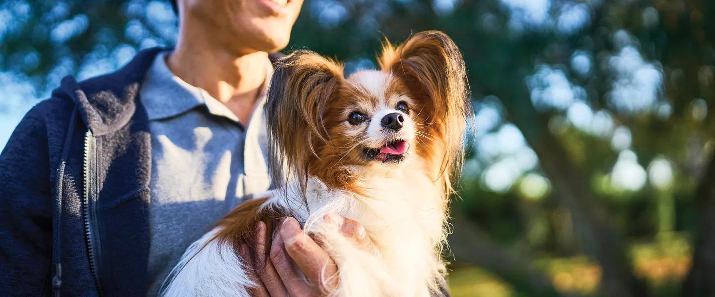 dog