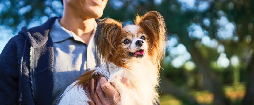 dog